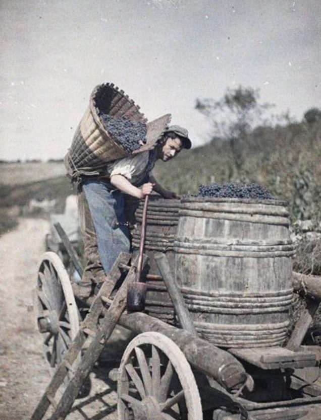 Muž zbiera hrozno do dreveného suda na voze počas vinobrania na vidieku.