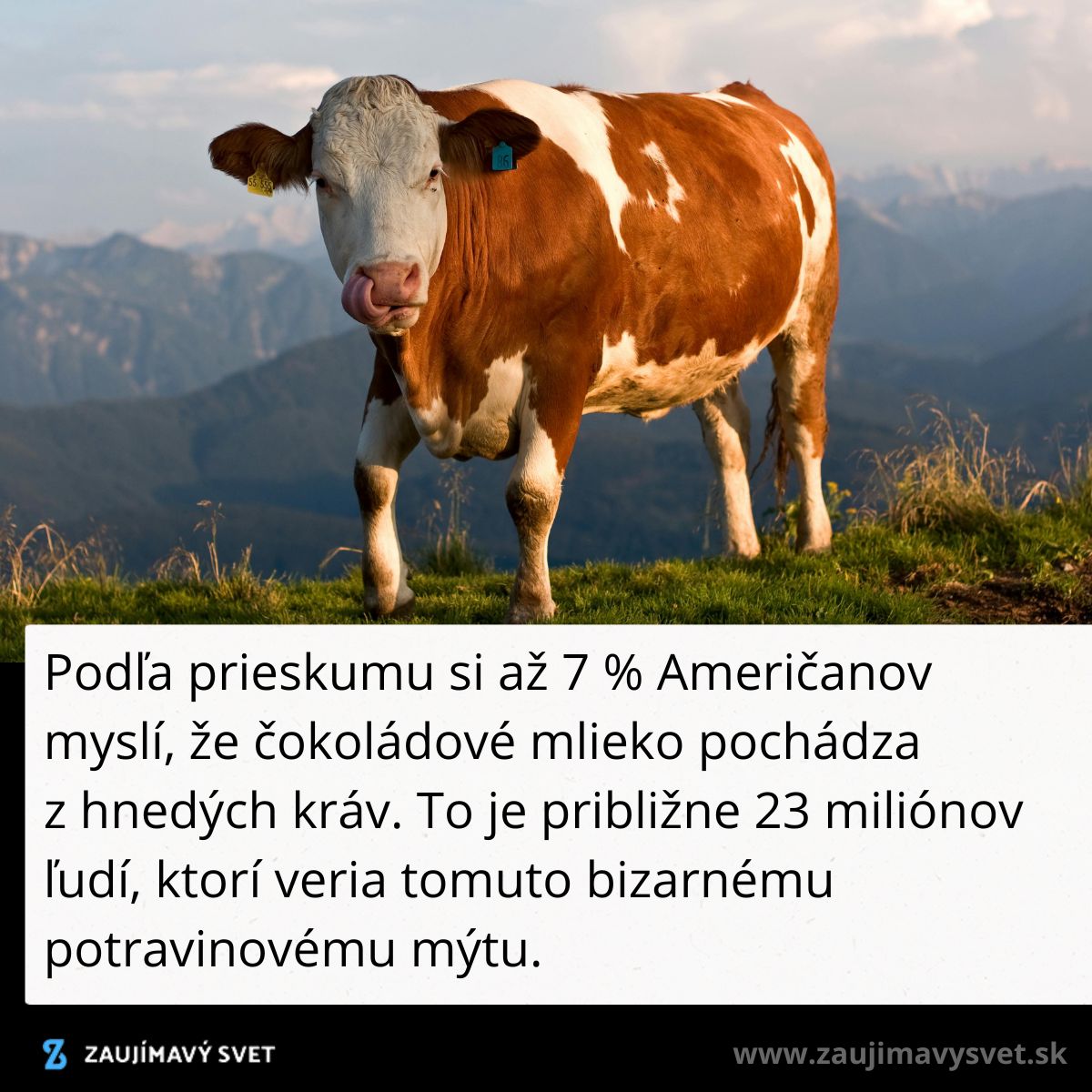 Hnedo-biela krava na lúke s horami v pozadí, mýtus o pôvode čokoládového mlieka.