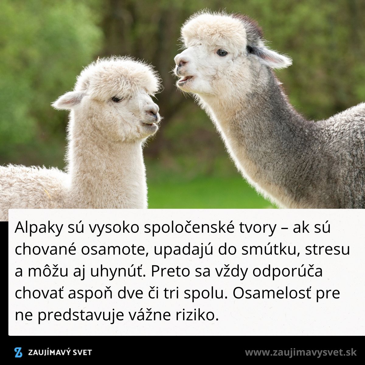 Dve alpaky stoja vedľa seba na zelenej lúke, ich priateľstvo je dôležité pre ich pohodu.