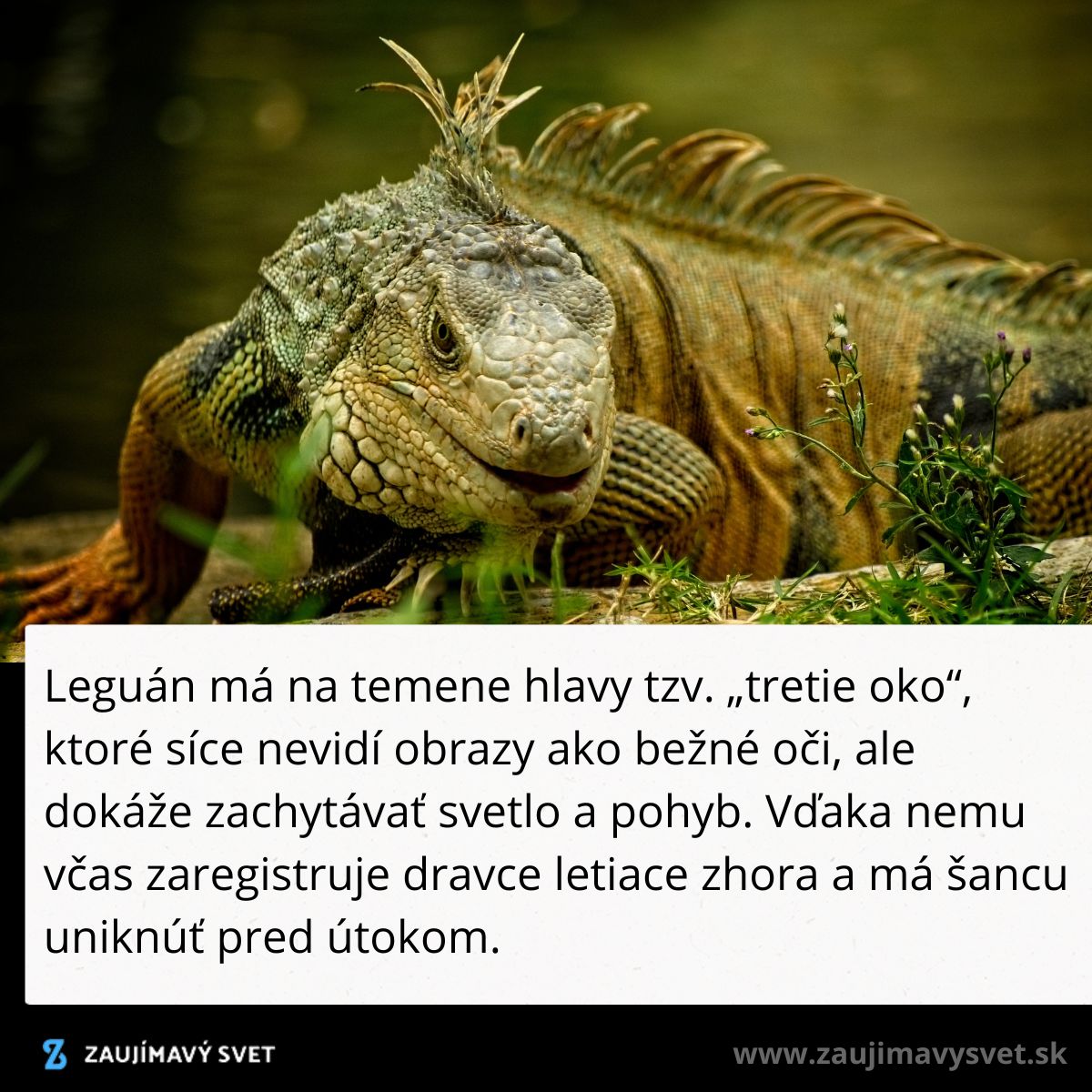 Zelený leguán v prírode, zblízka, ukazujúci štruktúrovanú kožu a prirodzené prostredie.