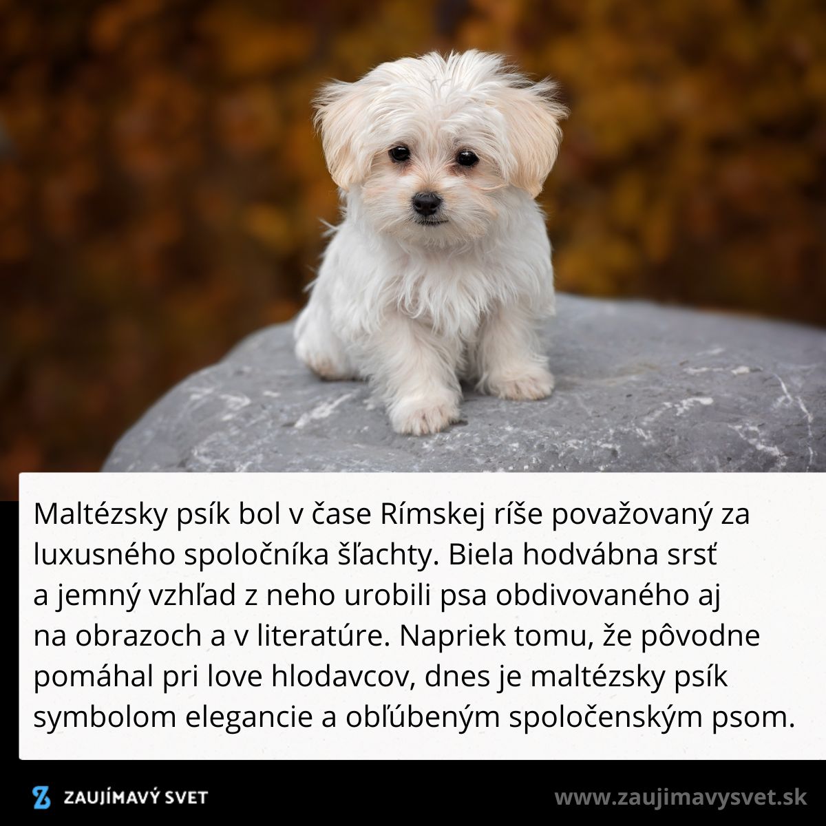 Roztomilý maltezský psík s bielou srsťou sedí na kameni s rozmazaným jesenným pozadím.