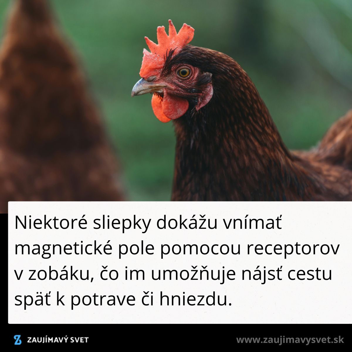 Sliepka na zelenej tráve, schopná vnímať magnetické pole cez zobák, nájde cestu späť k hniezdu.