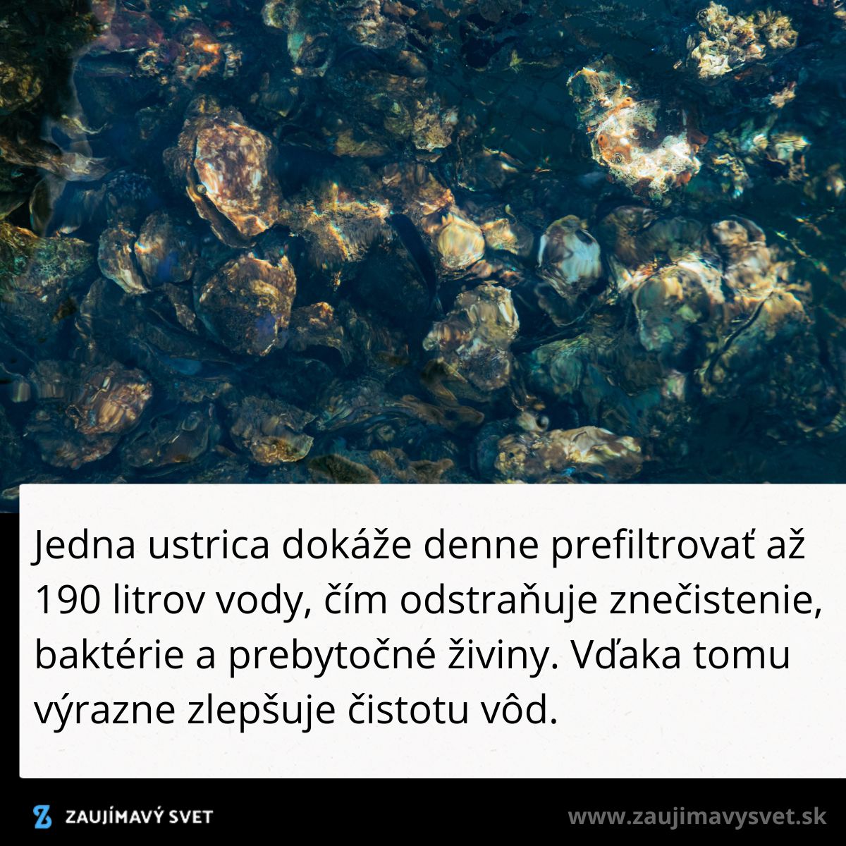 Ustrice vo vode s textom o ich schopnosti filtrovať 190 litrov denne na čistenie vôd.