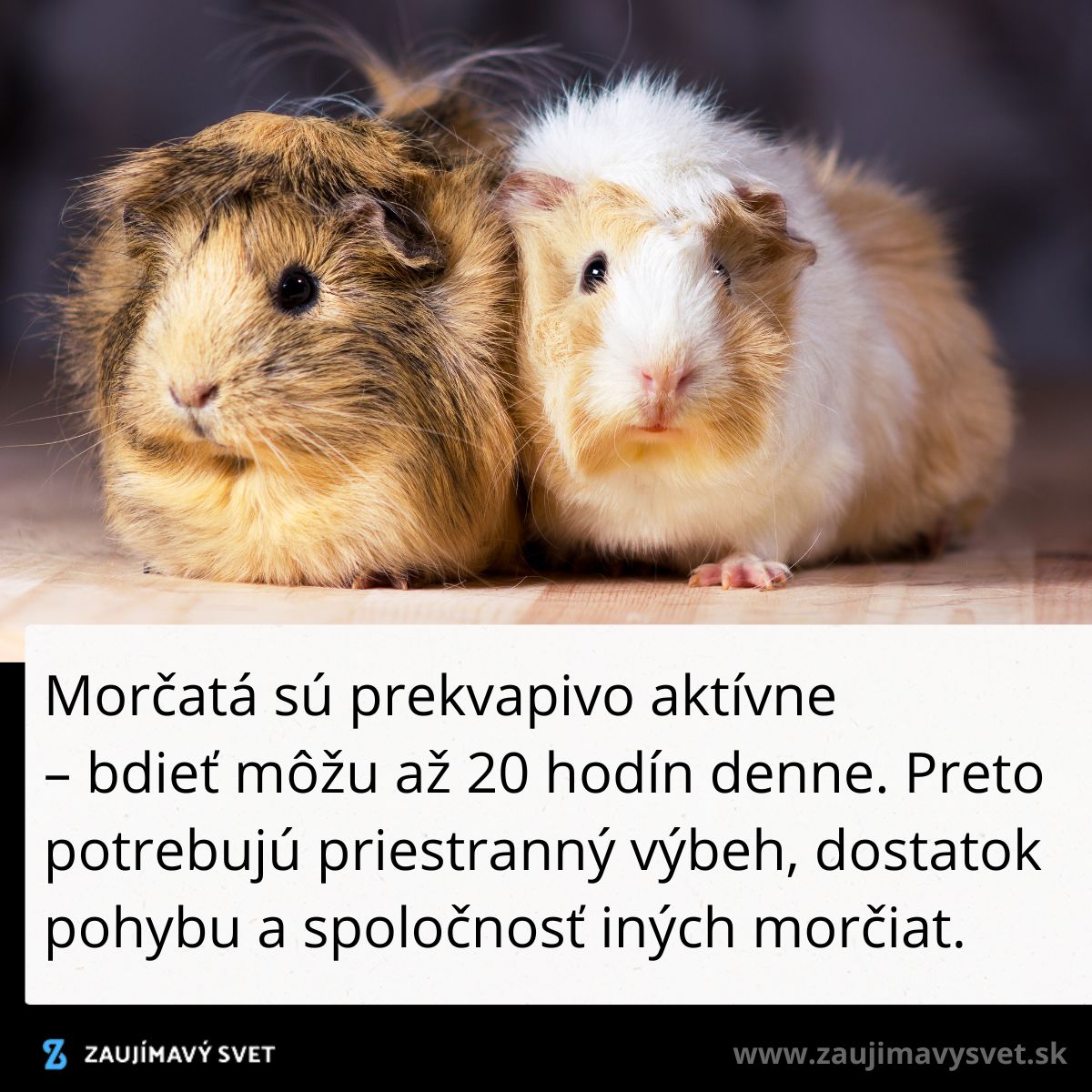 Morčatá na drevenom povrchu, jedno so svetlejšou a druhé s tmavšou srsťou. Text hovorí o ich aktivite a potrebách.