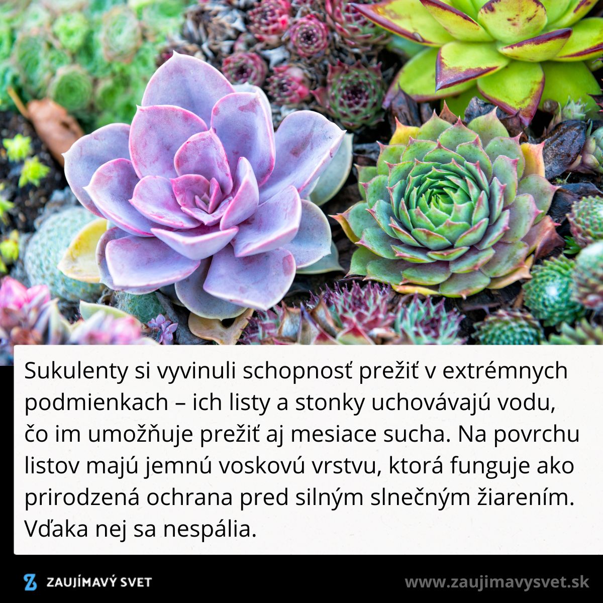 Farebné sukulenty na záhone, ktoré uchovávajú vodu v listoch a zvládajú extrémne podmienky.