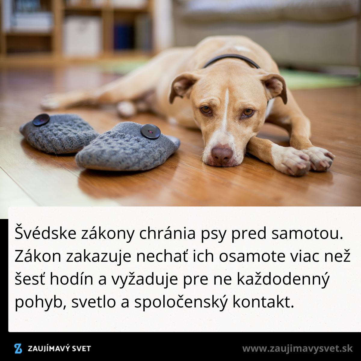 Pes leží na podlahe vedľa papúč, ilustrujúc ochranu psov pred samotou podľa švédskych zákonov.