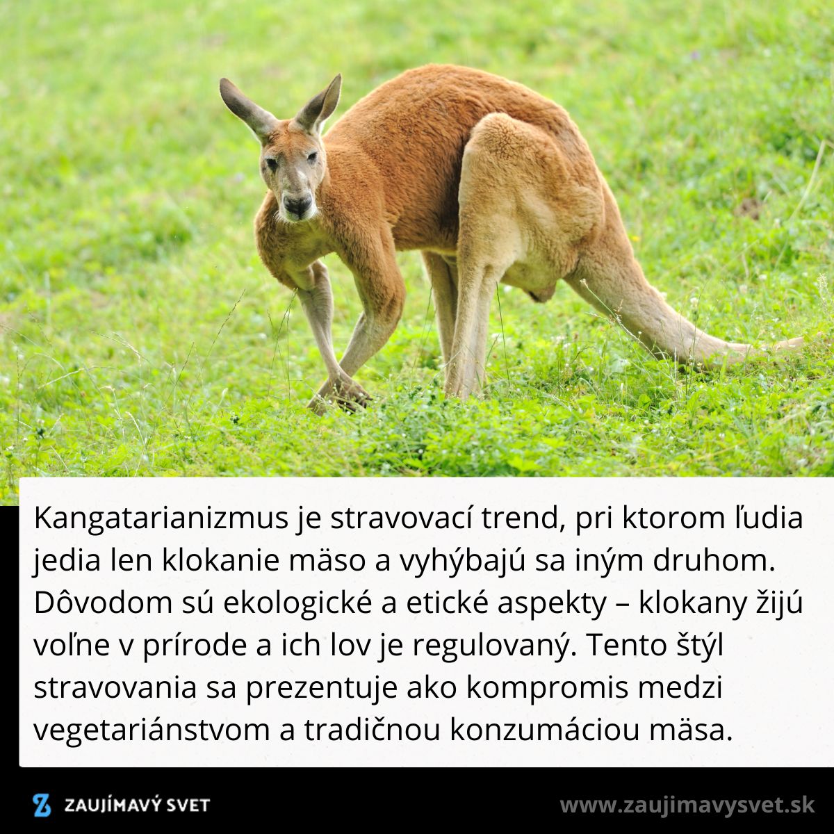 Klokan na tráve reprezentujúci trend kangatarianizmu, ekologickej a etickej stravy voľne žijúcich zvierat.