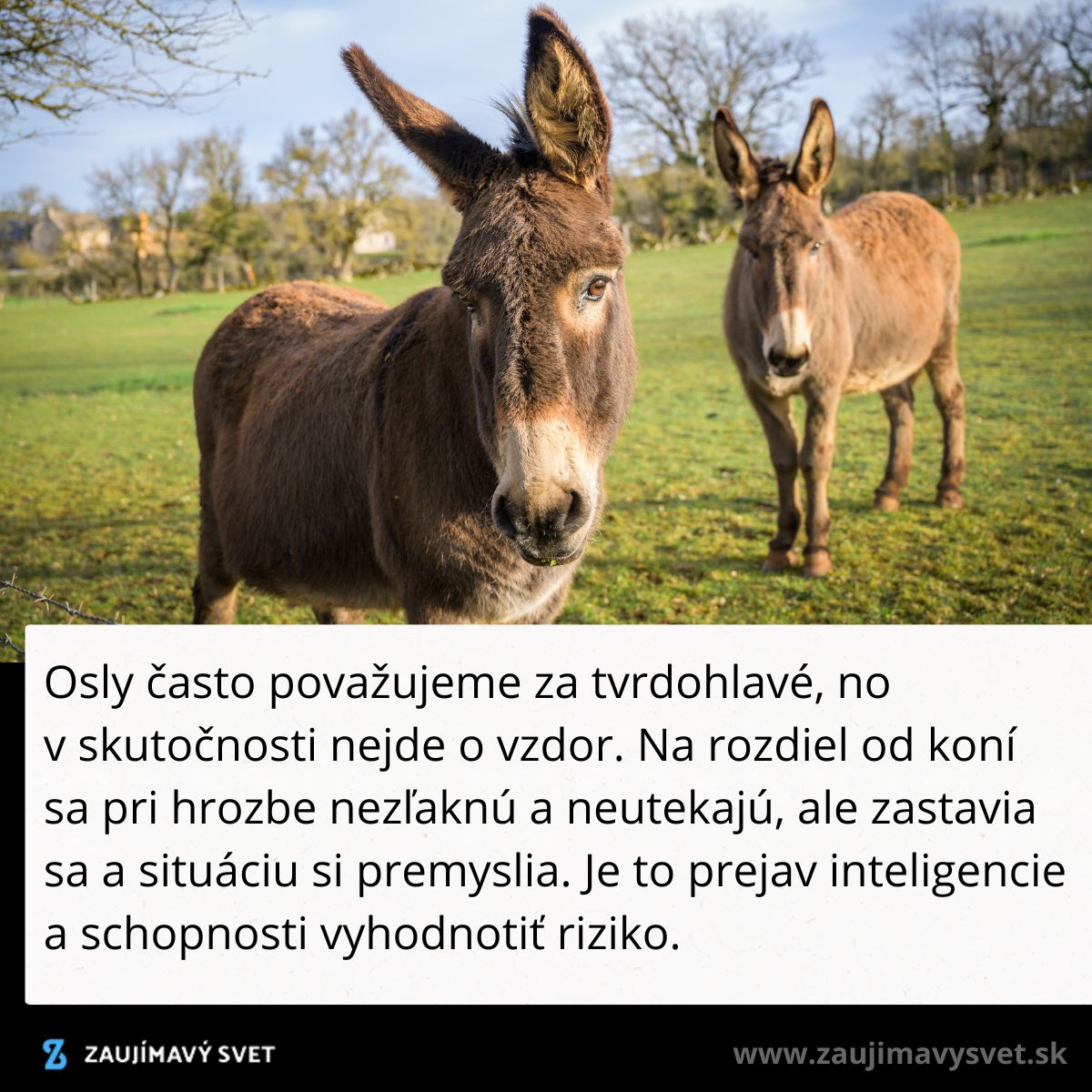 Dva osly stojace na lúke so stromami v pozadí, pokojne sa pasú na jarnej tráve.