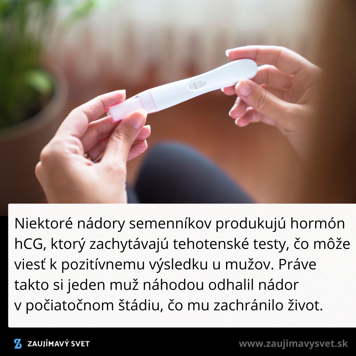 Osoba drží tehotenský test, ktorý môže odhaliť niektoré nádory semenikov kvôli produkcii hormónu hCG.