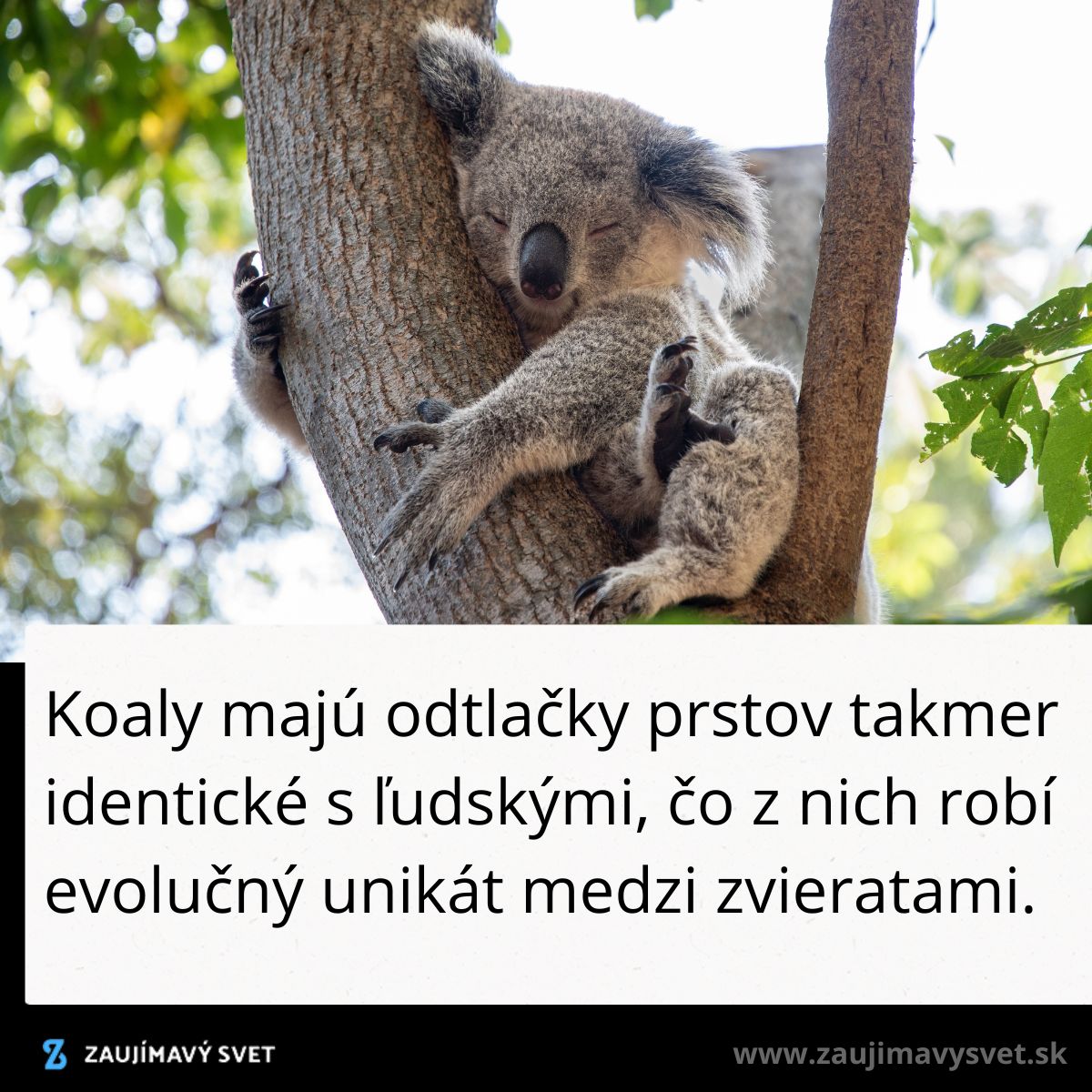 Koala spí na strome s odtlačkami prstov unikátnymi medzi zvieratami, podobnými ľudským.
