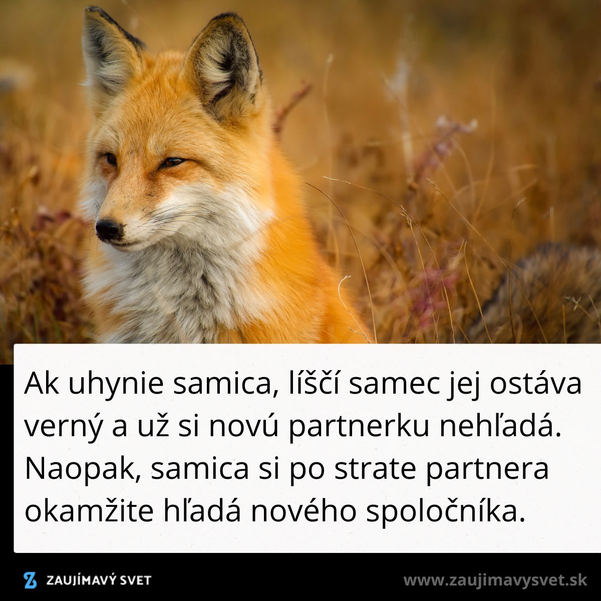 Líška v jesennej krajine, text o vernosti líščích samcov a hľadaní nových partnerov samíc.
