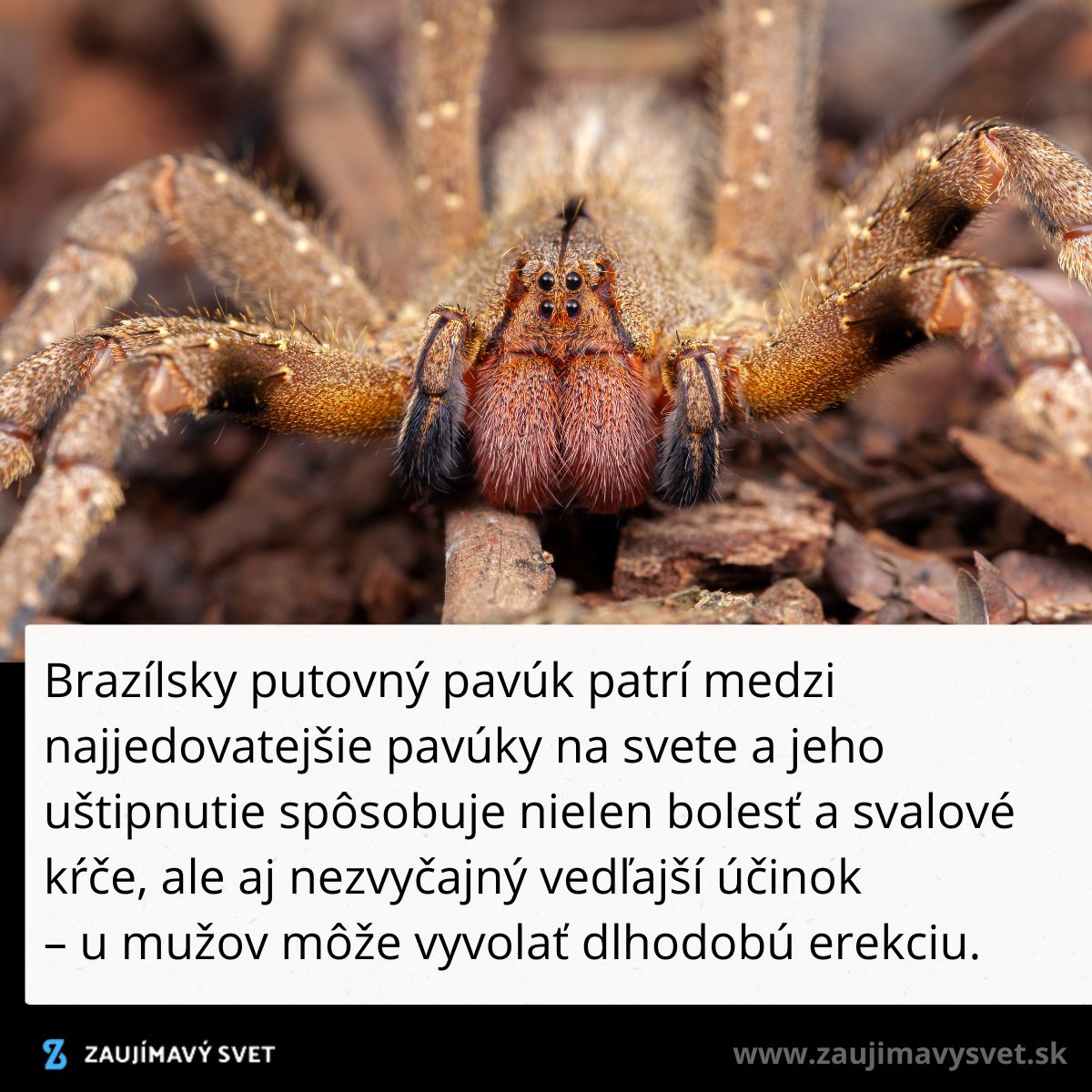 Brazílsky putovný pavúk na zemi, považovaný za najjedovatejšieho pavúka s netradičnými účinkami po uštipnutí.