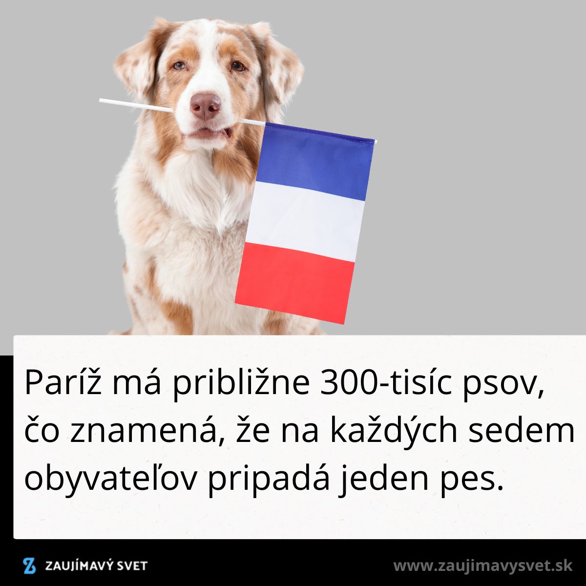 Pes drží francúzsku vlajku, text udáva počet psov v Paríži.