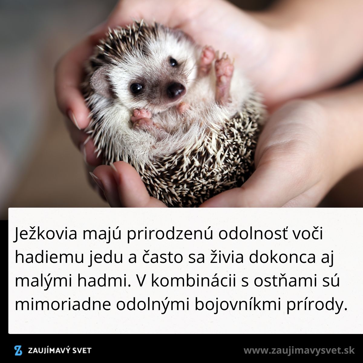 Ježko v rukách, odolný voči hadiemu jedu, ukazuje svoju prirodzenú obranu a adaptáciu.
