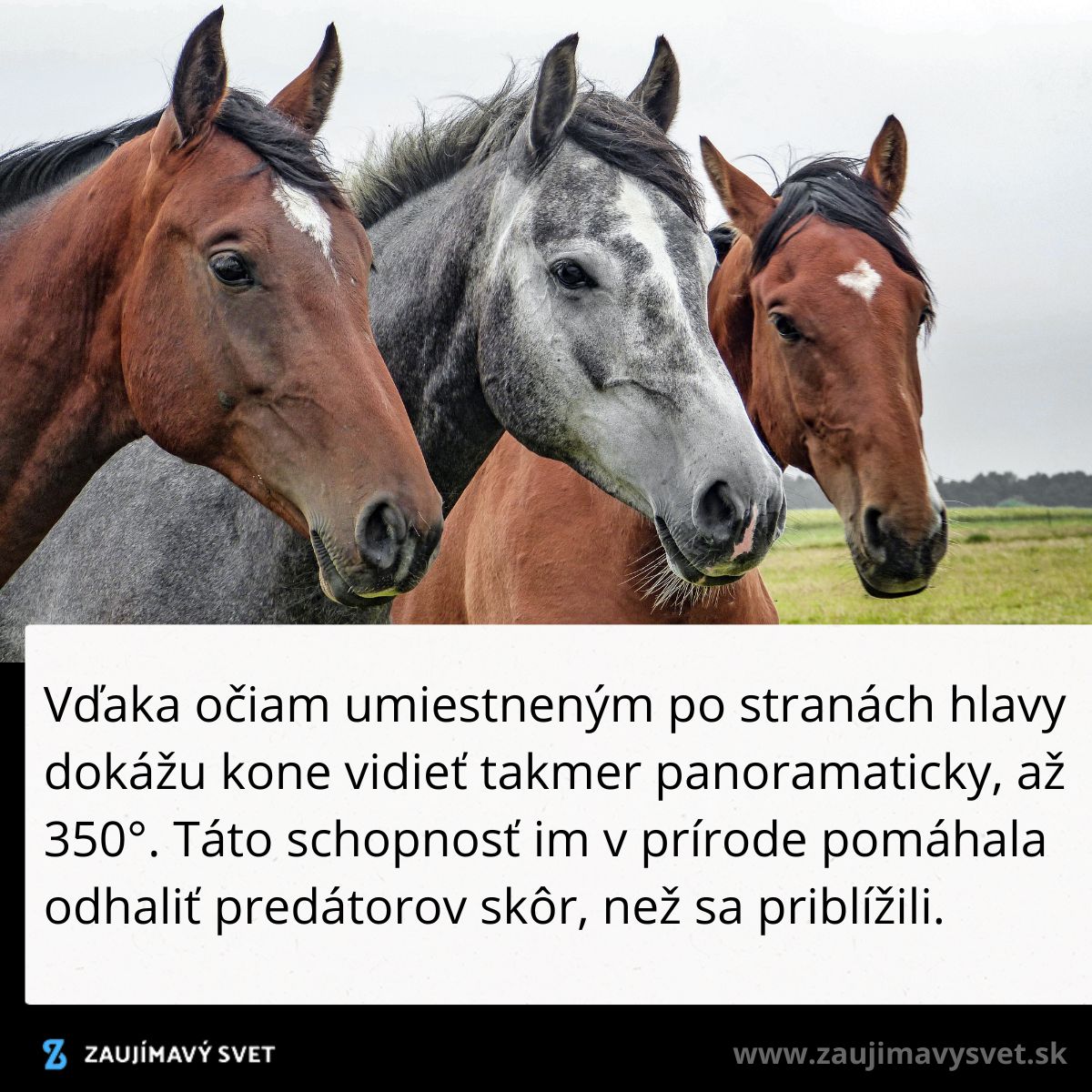 Tri kone s rôznofarebnou srsťou stoja v rade na poli, ilustrujúc ich široké zorné pole.
