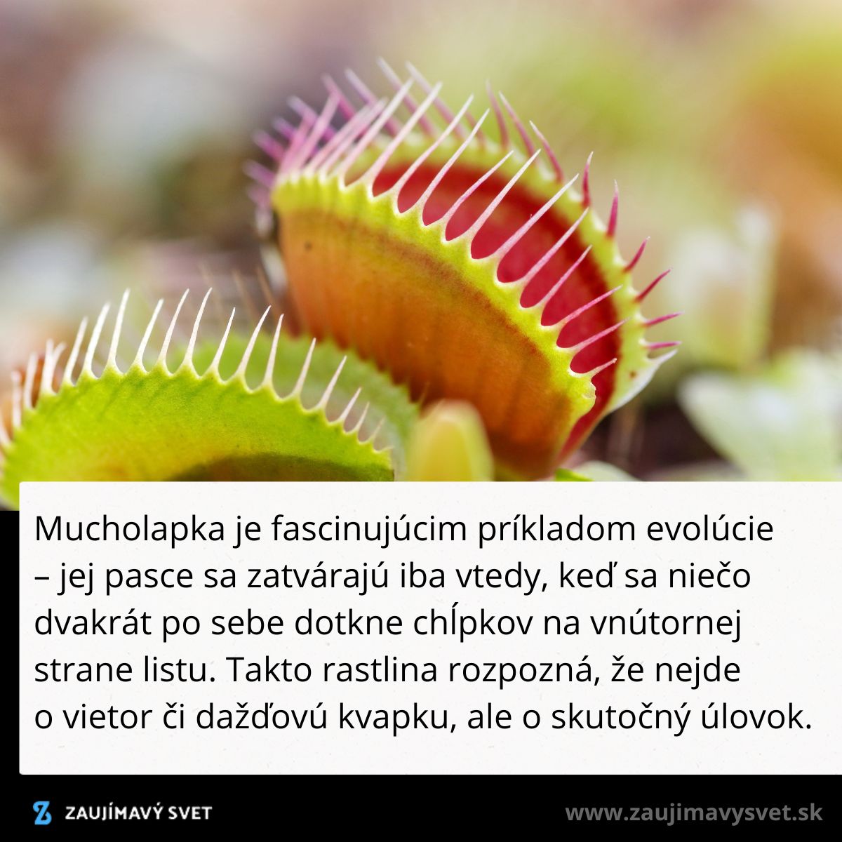 Mucholapka s otvorenými čepeľami, detail pasce pripravený na ulovenie koristi, príklad evolučnej adaptácie.