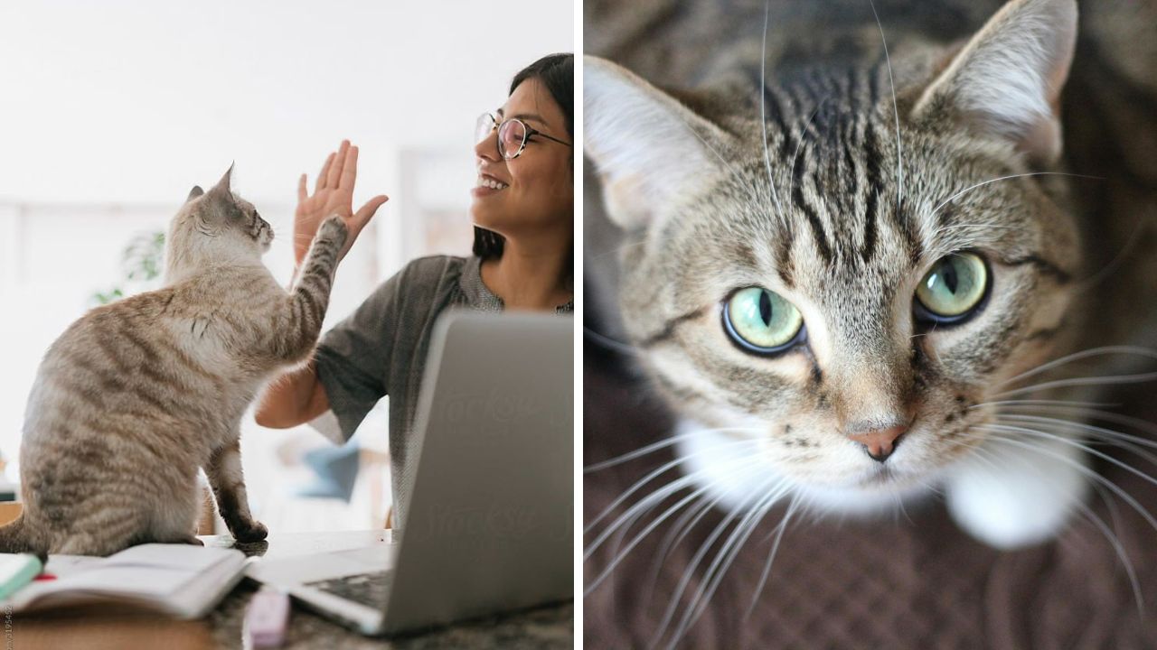Žena s mačkou si dávajú „high five“ pri laptopu, detail očí mačky na druhej polovici obrázka.