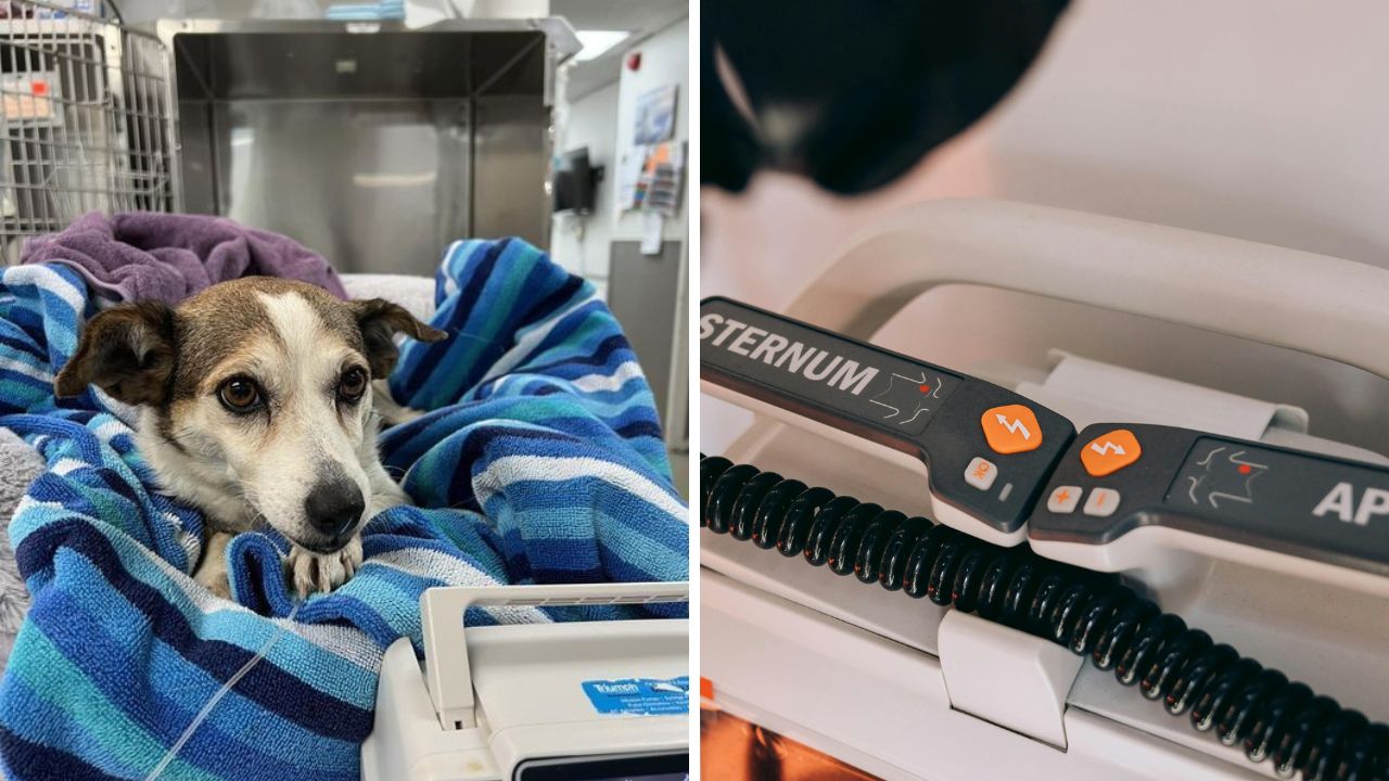 Pes v teplej deke na veterinárnej klinike vedľa medicínskeho vybavenia.