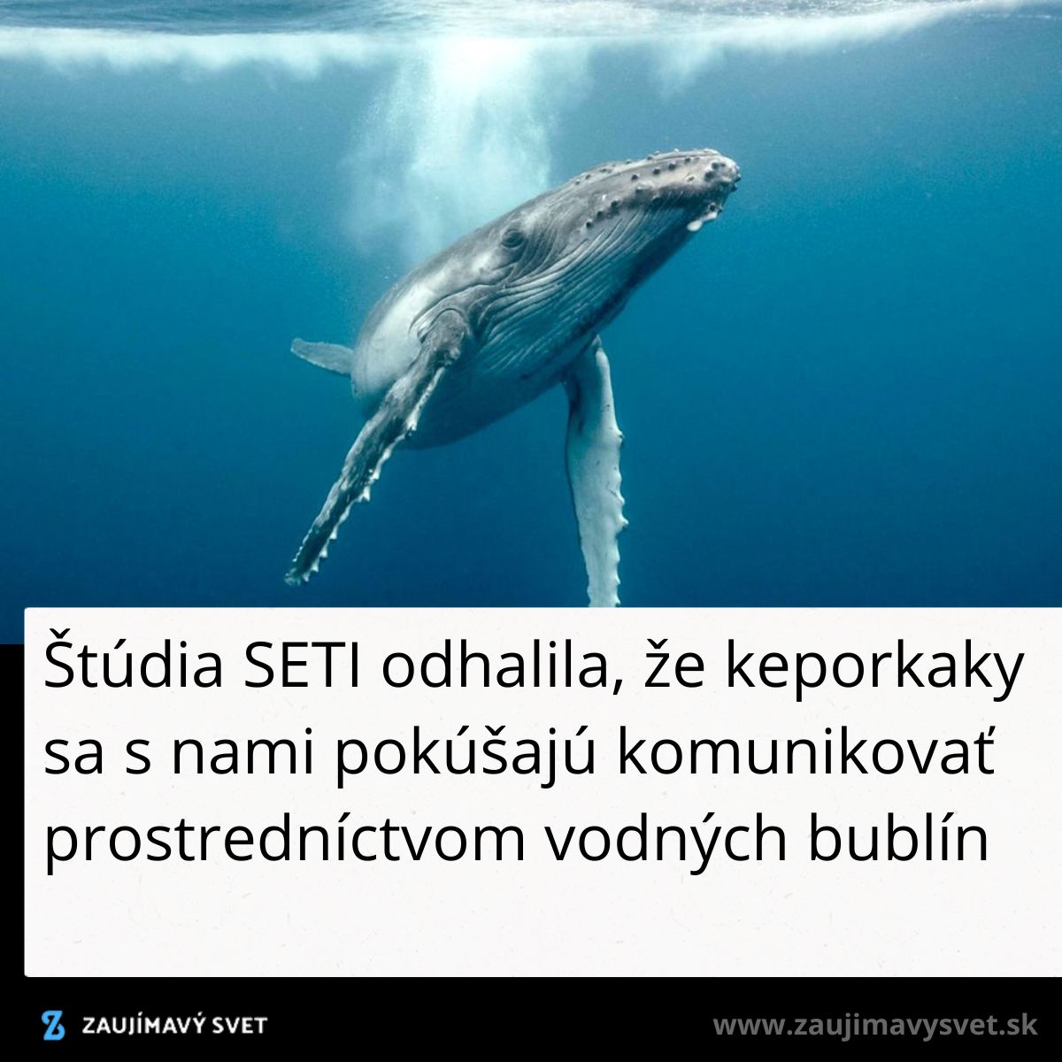 Keporkak plávajúci pod vodou, vytvárajúci bubliny, ktoré môžu naznačovať pokusy o komunikáciu s ľuďmi.