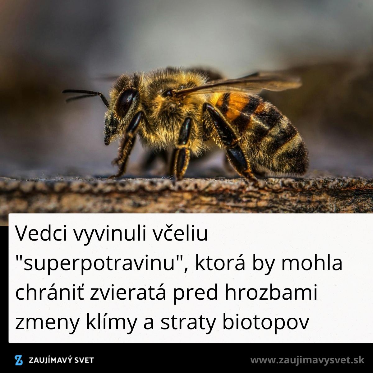 Včela detailný záber: vedci skúmajú nové včelie superpotraviny na ochranu klímy a biodiverzity.