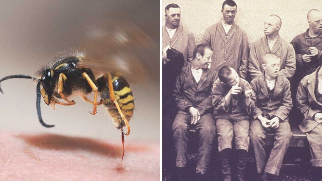 Osa na ruke a historická fotka skupiny mužov v šedom oblečení.