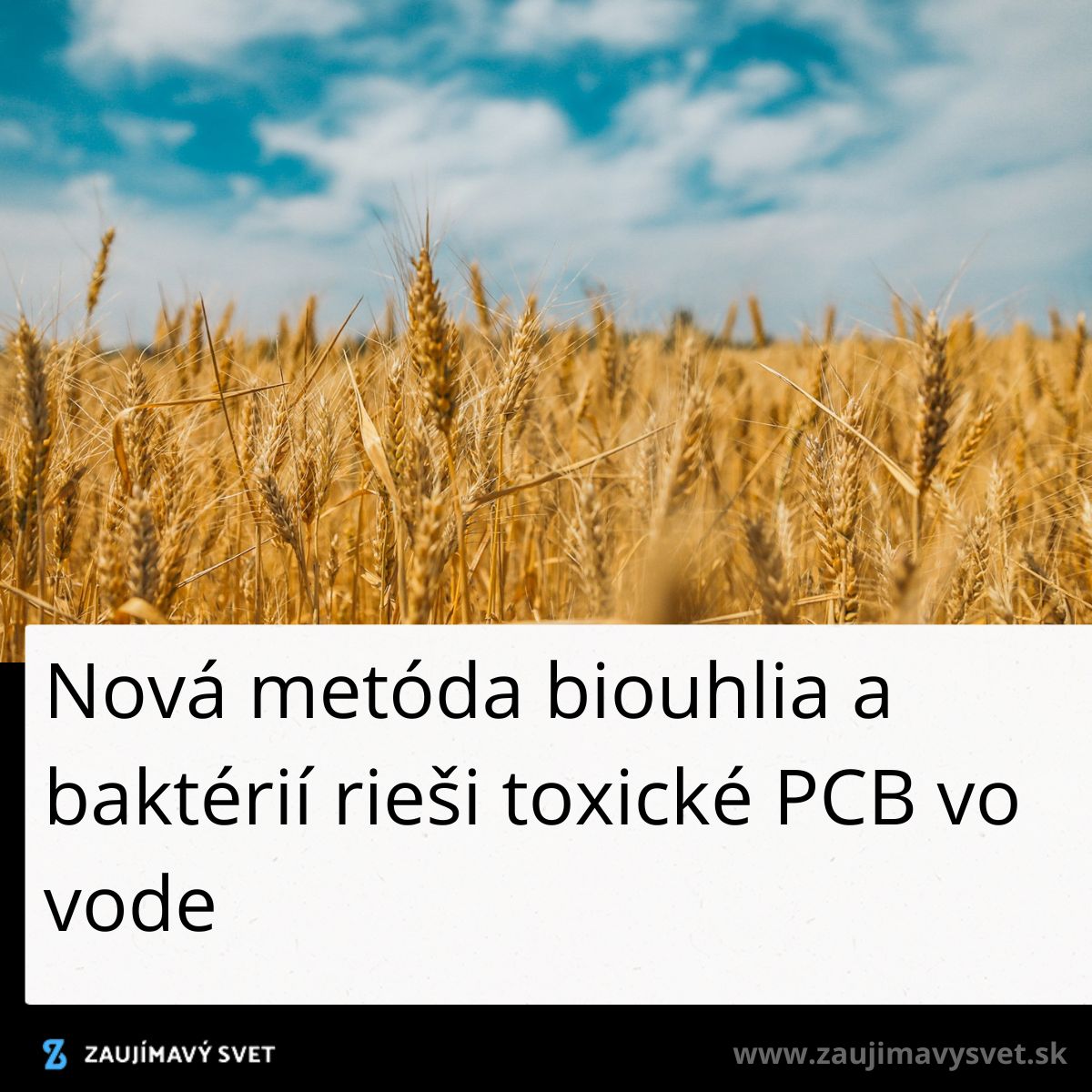 Pšeničné pole pod modrou oblohou, text o nových metódach čistenia vody od toxínov.