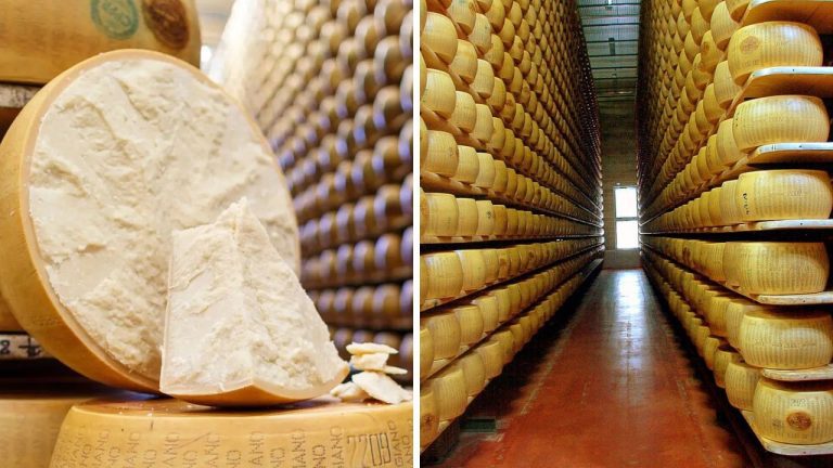 Parmigiano Reggiano - veľké kolesá syra na drevených policiach v sklade, detail rezu syra.