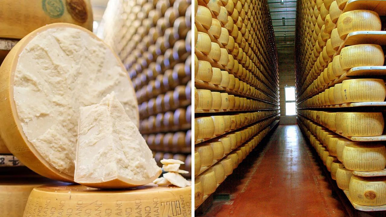 Parmigiano Reggiano - veľké kolesá syra na drevených policiach v sklade, detail rezu syra.