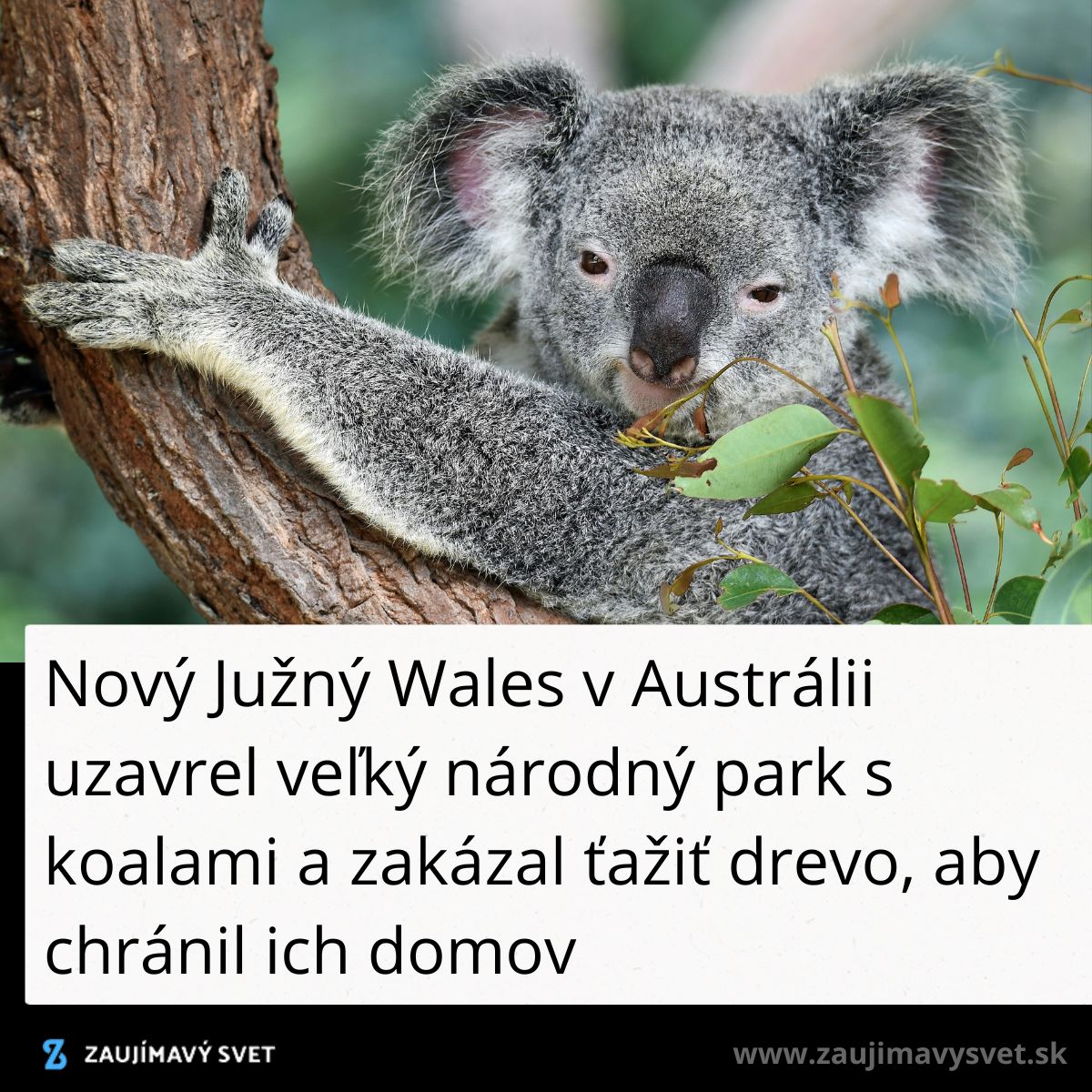 <imagemeta content=Koala objíma strom v národnom parku v Austrálii, kde je zakázaná ťažba dreva na ochranu ich prirodzeného prostredia./>