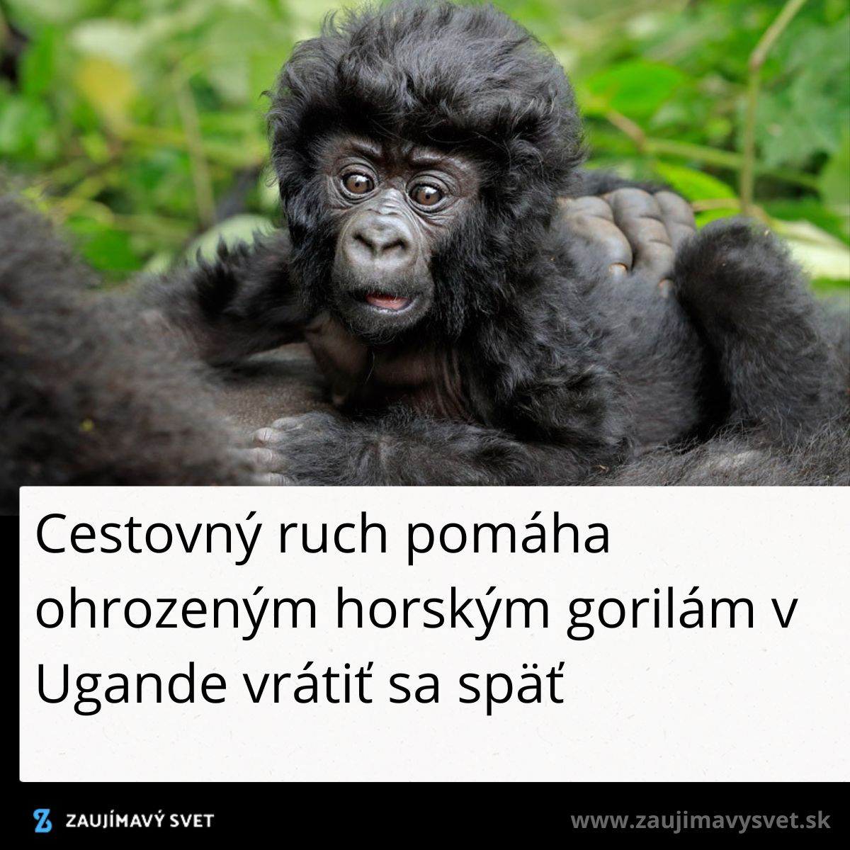 Mláďa horskej gorily leží v tráve, výrazná zelená džungľa v pozadí, zvýrazňujúca jeho zvedavý pohľad.