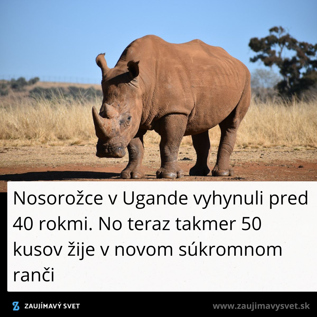 Nosorožec na savane v Ugande, kde teraz žije cca 50 kusov na súkromnom ranči po rokoch vyhynutia.