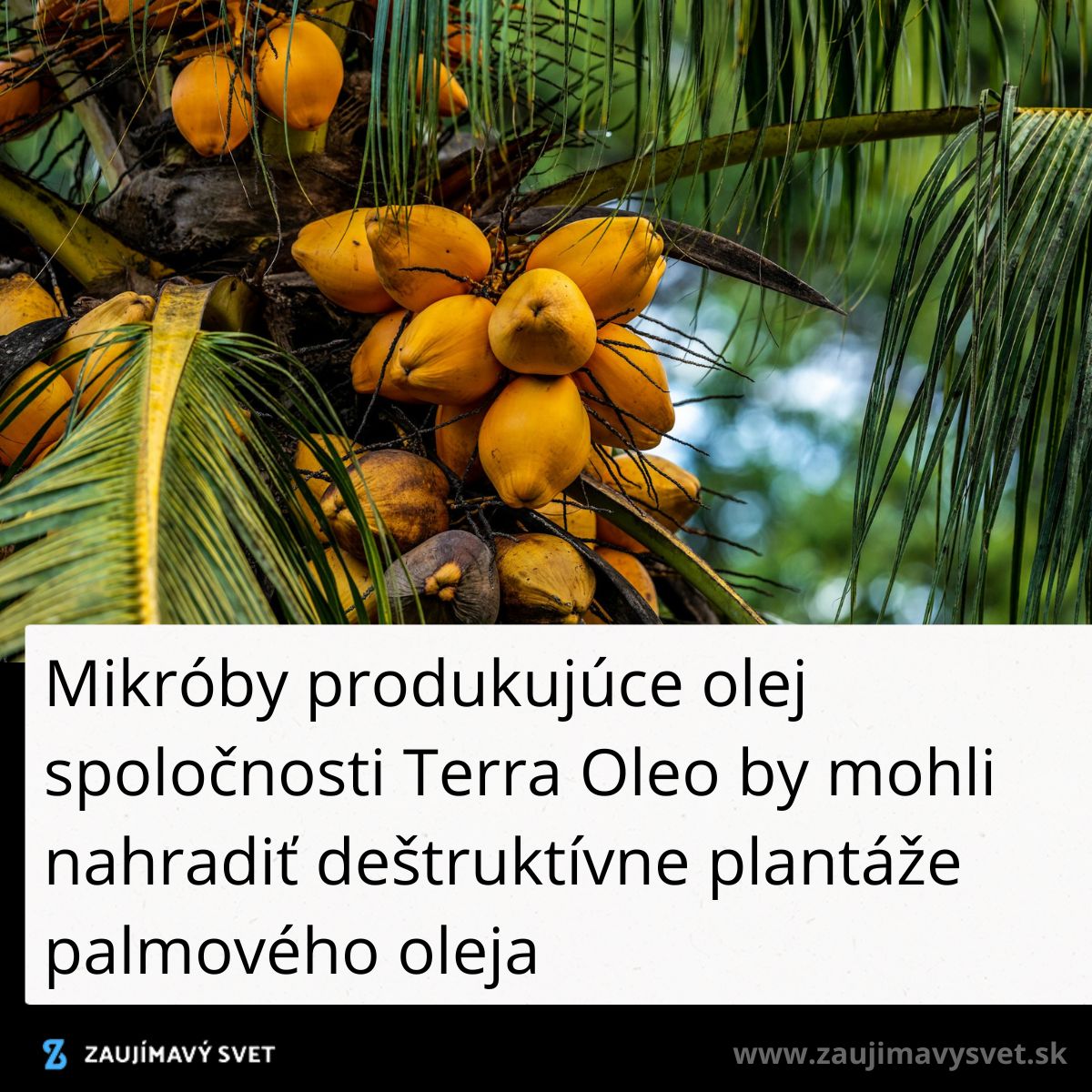 Svetložlté kokosové orechy na palme v tropickom prostredí s textom o alternatíve k palmovému oleju.