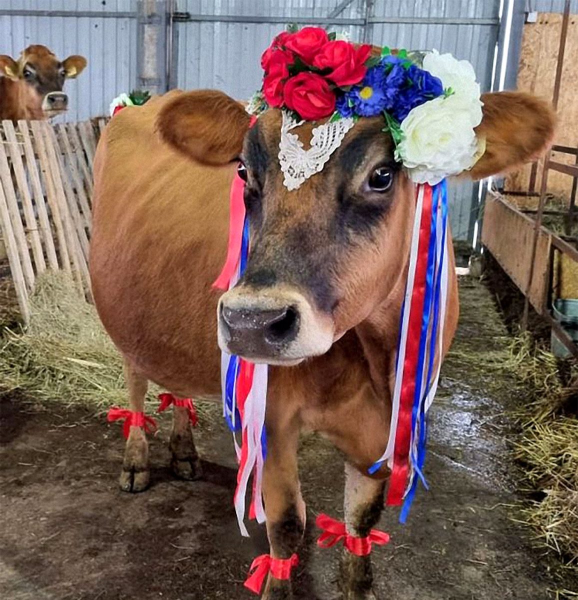 Kráva s kvetinovým venčekom a farebnými stuhami v maštali, folklórne zdobená pre slávnostnú udalosť.