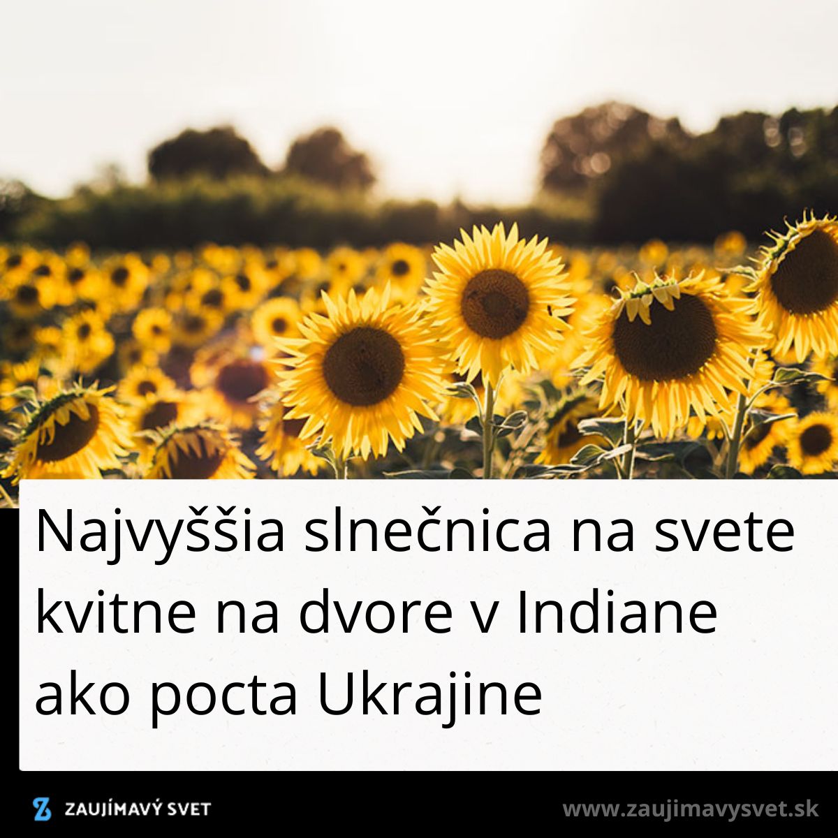 Pole slnečníc na slnečnom dvore, symbolizujúce podporu Ukrajine, Indiana.