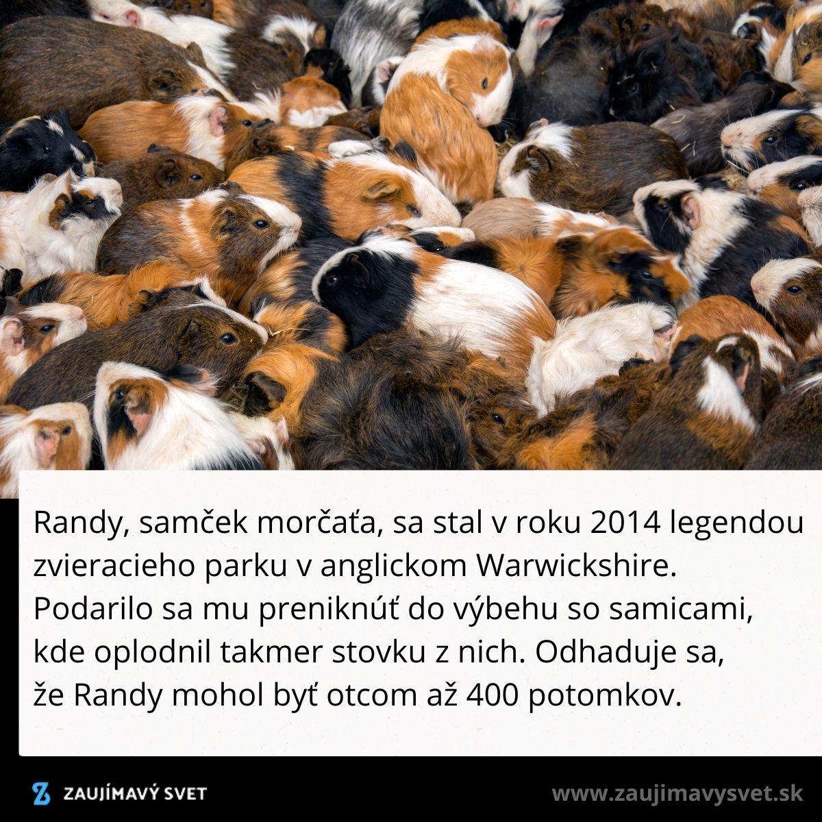 Veľká skupina morčiat pohromade v blízkom kontakte, zjavne vo výbehu alebo na farme.