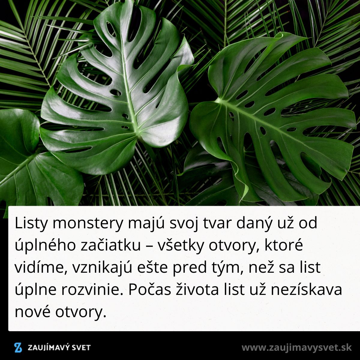Zelené listy monstery s otvormi, detailný záber na prirodzený vzor a textúru rastliny.