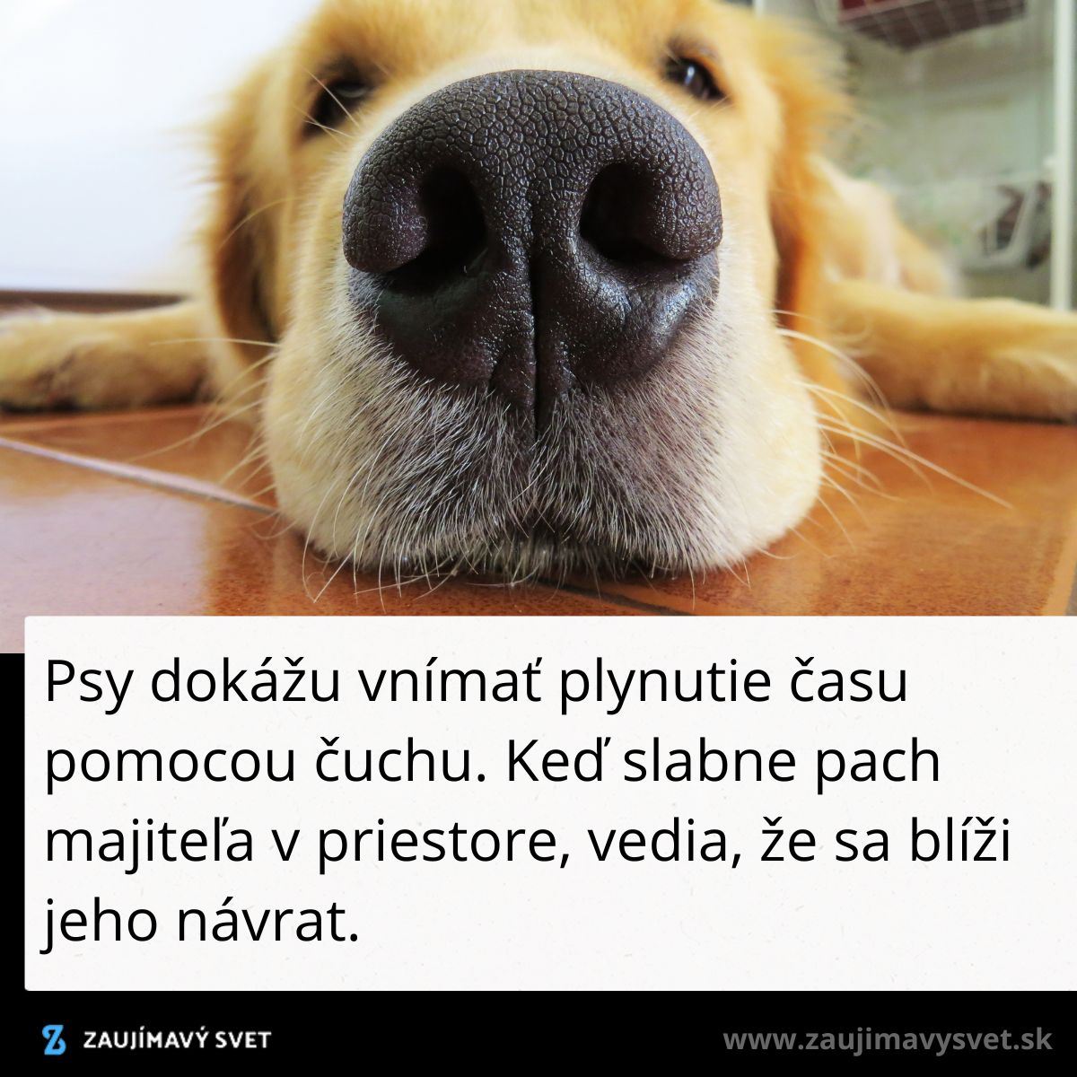 Pes leží a má nos blízko objektívu, zvýrazňujúc jeho schopnosť čuchať čas.