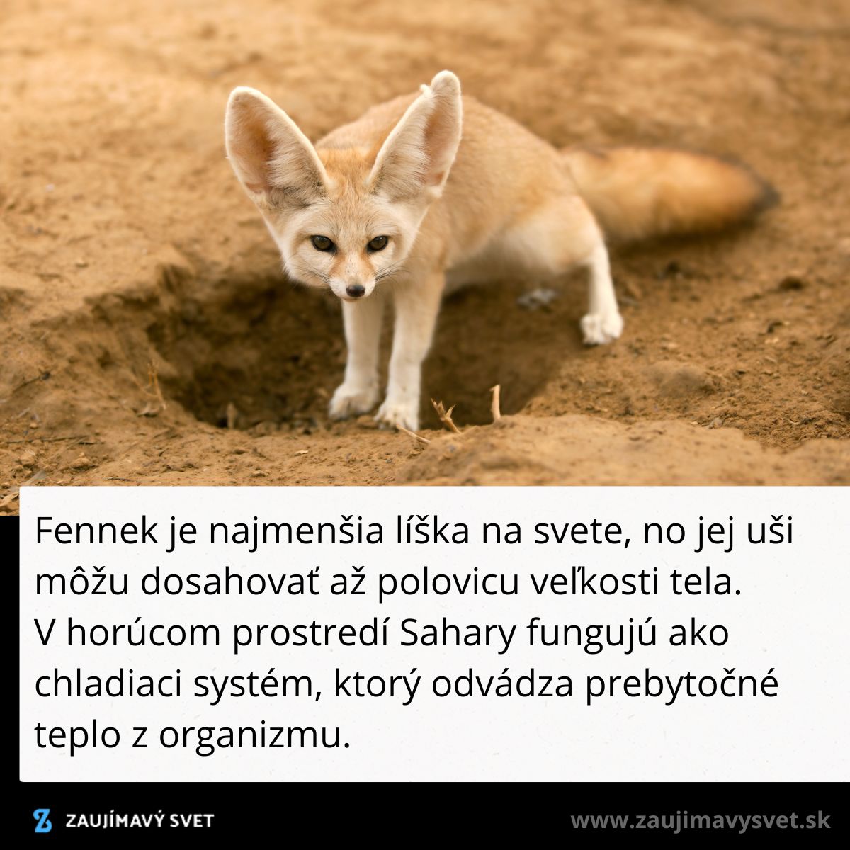 Fennek líška s veľkými ušami je adaptovaná pre život v saharskej púšti, kde pomáhajú chladiť jej telo.