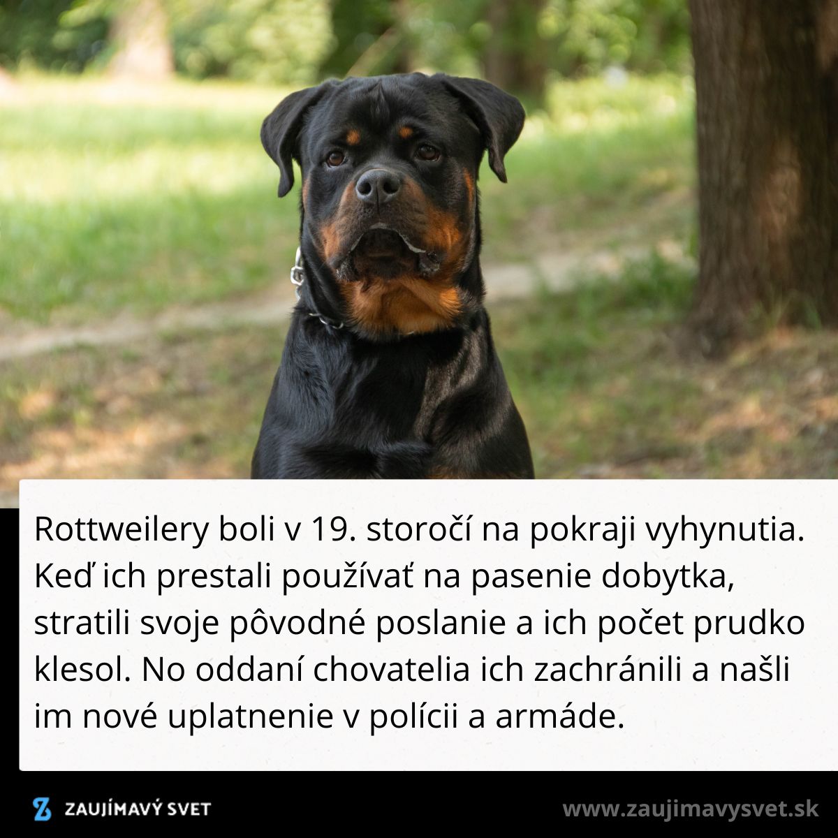 Rottweiler sedí na trávniku v parku. V 19. storočí boli na pokraji vyhynutia, teraz sú známi ako služobné psy.