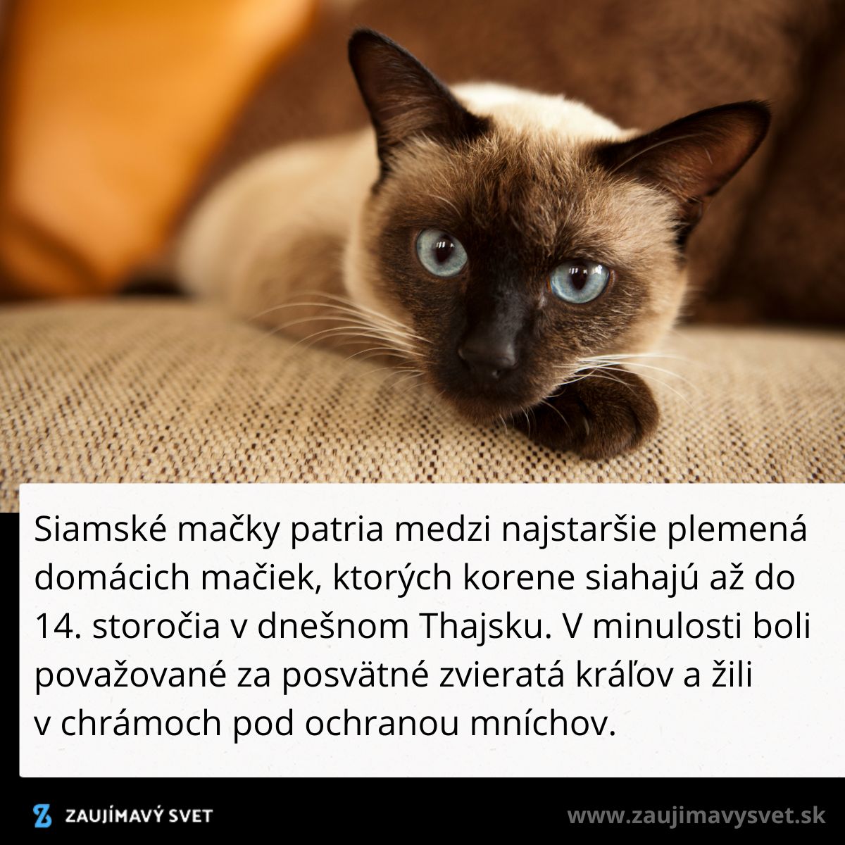 Siamka s modrými očami na pohovke; jedno z najstarších plemien mačiek z Thajska.
