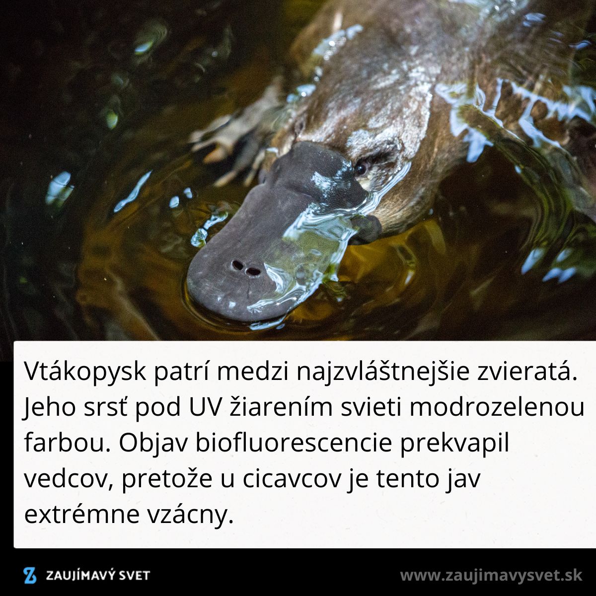 Vtákopysk vo vode ukazuje schopnosť biofluorescencie, jeho srsť pod UV svetlom žiari modrozeleno.