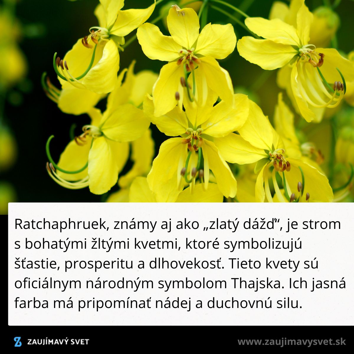 Žlté kvety ratchaphrueku, národného symbolu Thajska, symbolizujú šťastie a prosperitu.