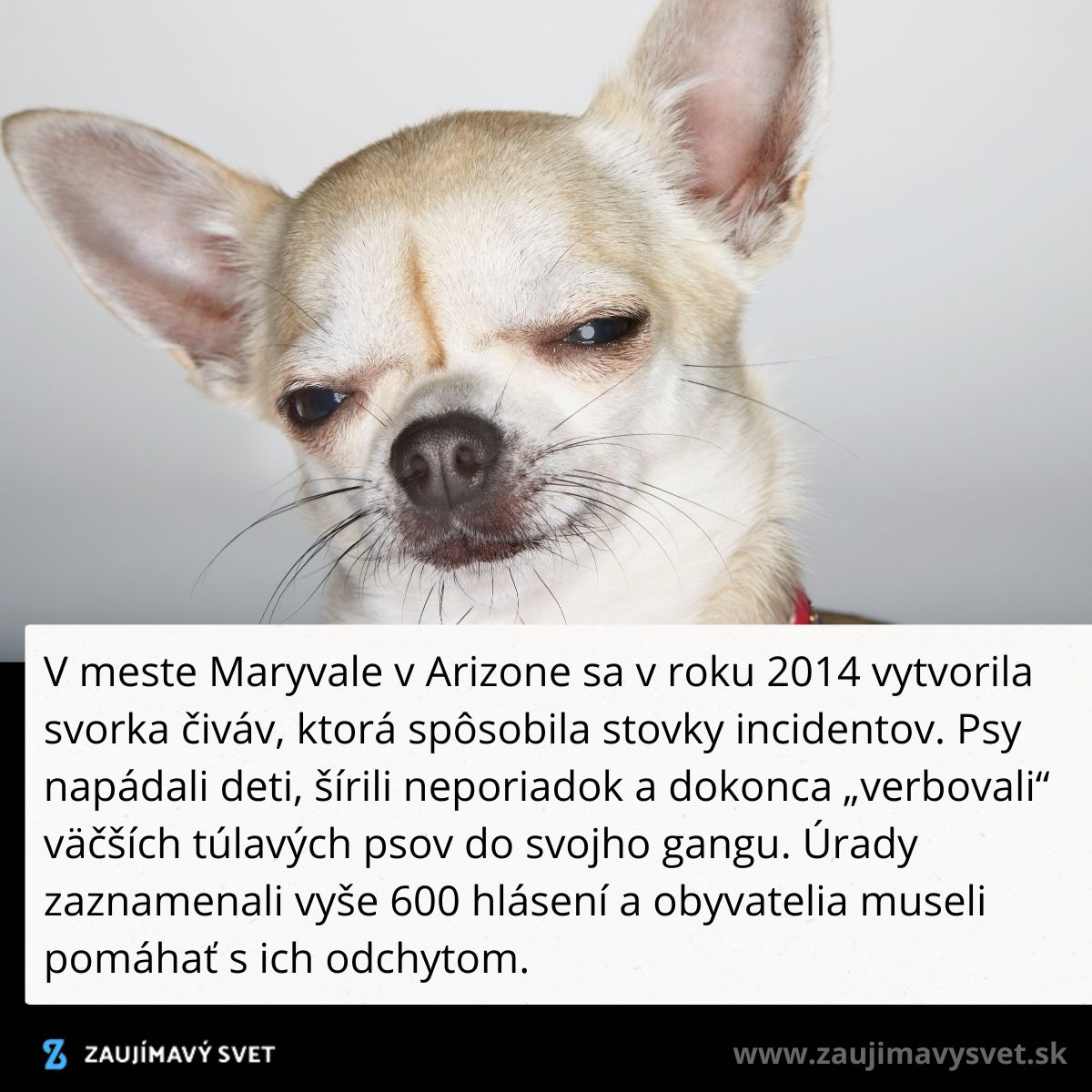 Čivava s výrazom pobavenia na tvári; obrázok dopĺňa text o svorke čiváv v Arizone z roku 2014.