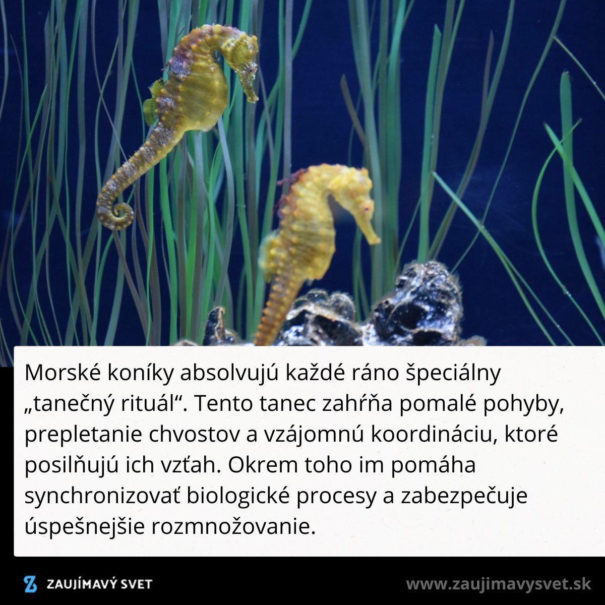 Morské koníky pri rituálnom tanci medzi riasami v mori, zdôrazňujúc ich jedinečné správanie a koordináciu.