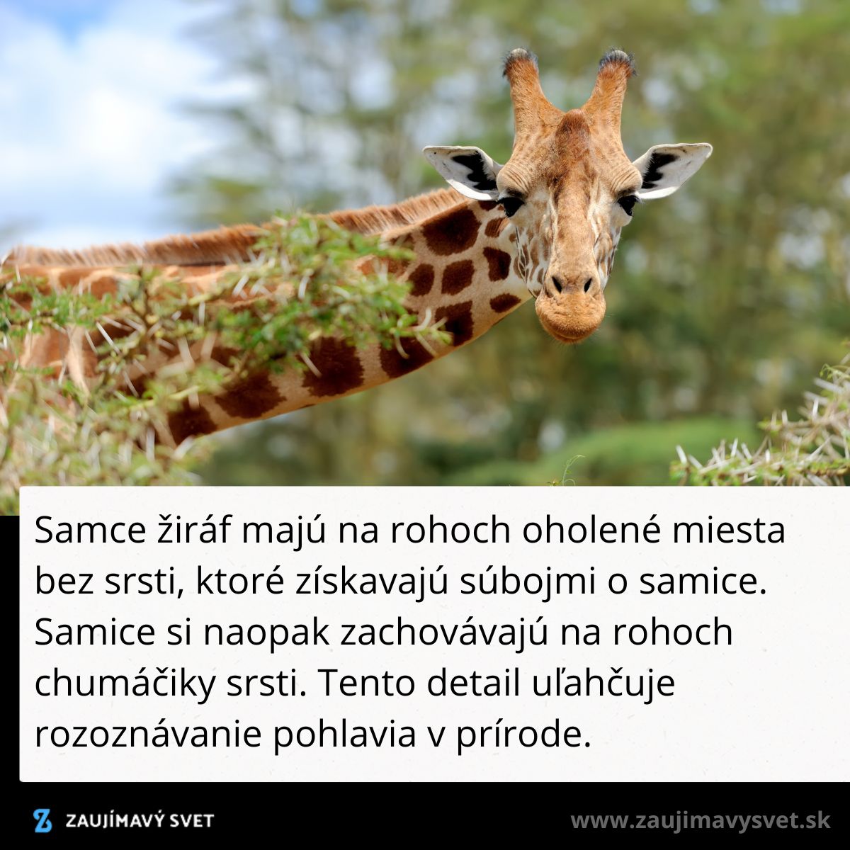 Žirafa s oholenými a chlpatými rohmi naznačujúce pohlavie, kontrastuje s okolitou zeleňou a modrou oblohou.