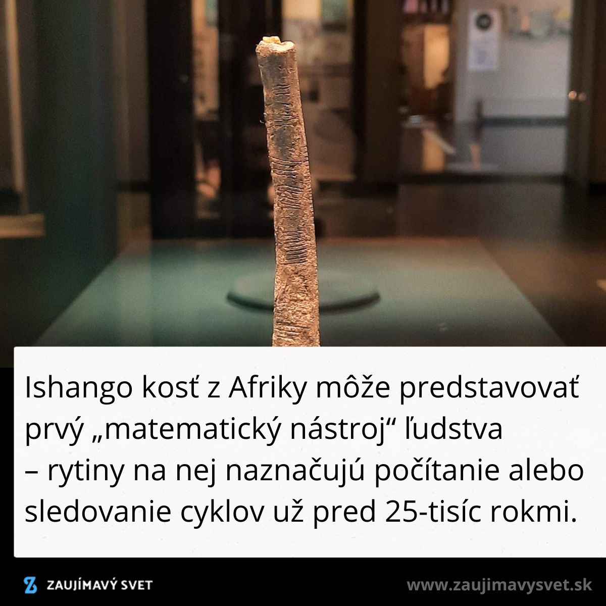 Starodávna Ishango kosť slúžila na počítanie v Afrike pred 25 000 rokmi.