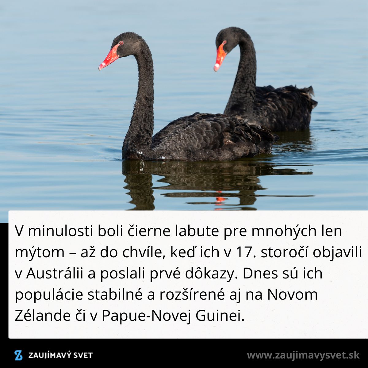 Dve čierne labute plávajú po jazere, historicky mýtické vtáky dnes bežne žijúce v Austrálii a šíriace sa globálne.