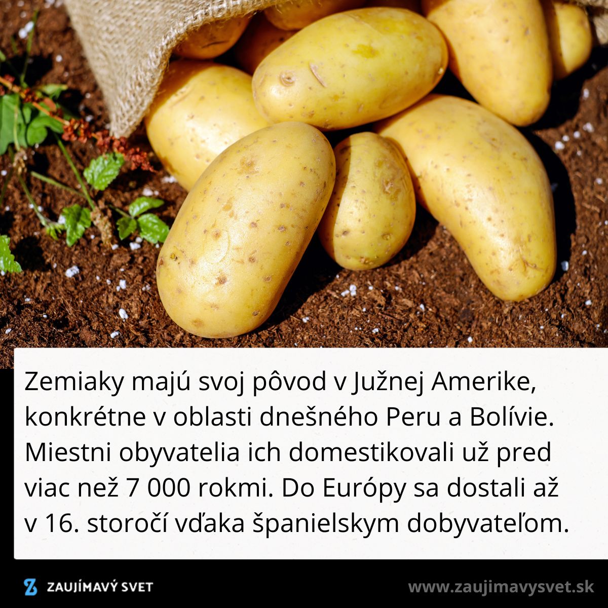 Hromada čerstvých zemiakov v jutovom vreci, pôvodom z Južnej Ameriky, leží na zemi.