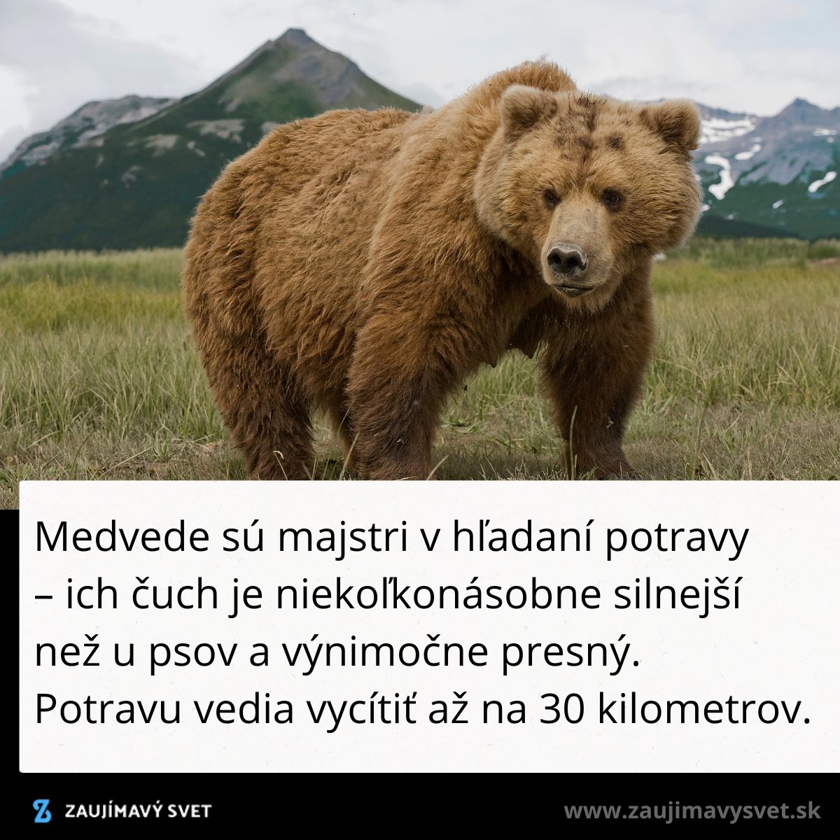 Medveď v prírode, v pozadí hory; text s faktom o medveďoch na bielom pozadí.