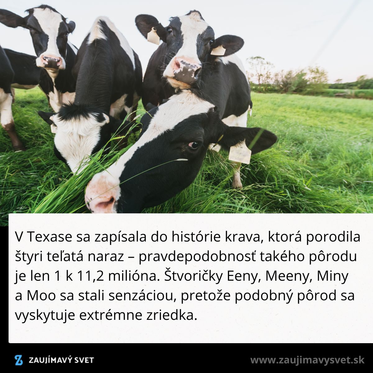 Krava v Texase porodila štyri teľatá naraz, mimoriadny úkaz s pravdepodobnosťou 1 k 11,2 milióna.